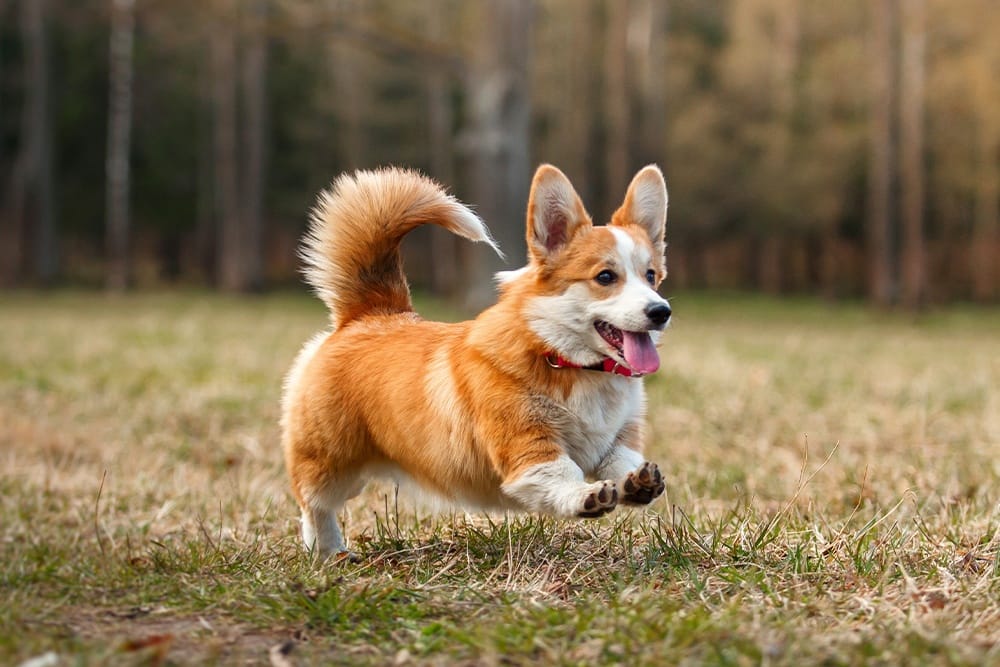 Pembroke Welsh Corgis