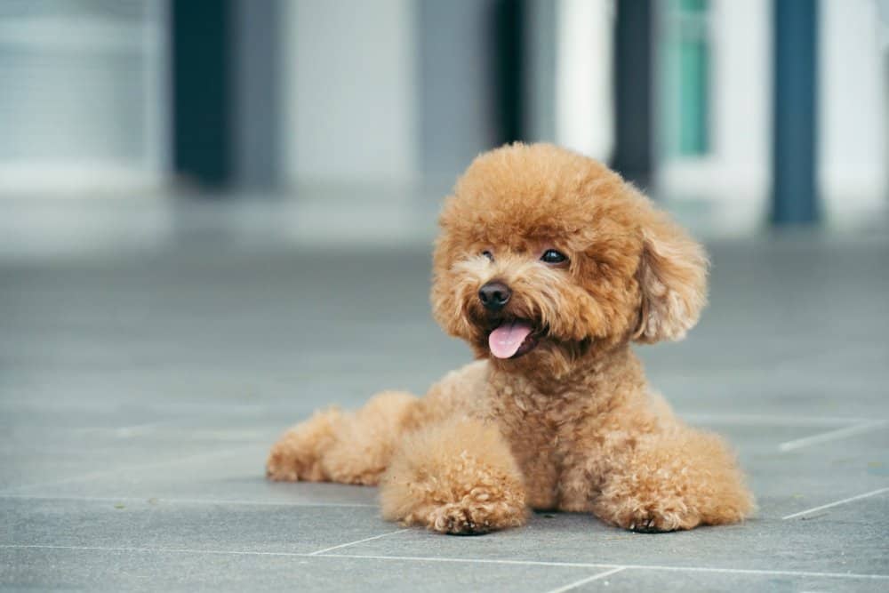 Toy Poodles on the floor