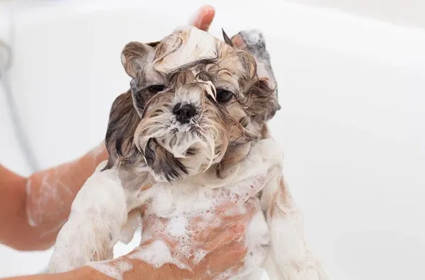 Shampoo for Shih Tzu