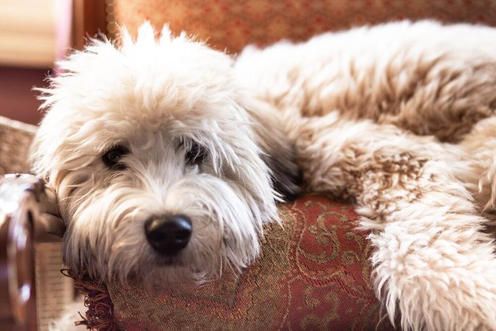 Soft Coated Wheaten Terriers in home