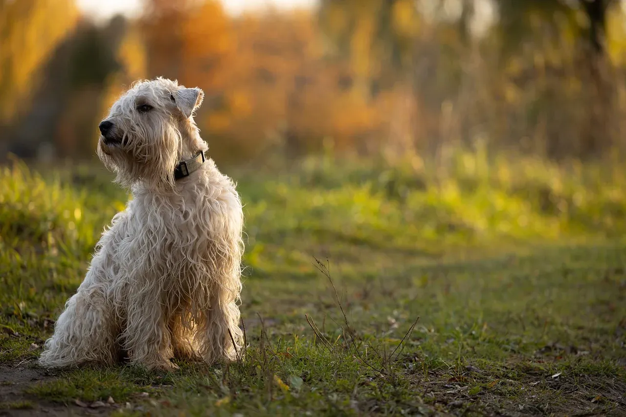 Soft Coated Wheaten Terriers