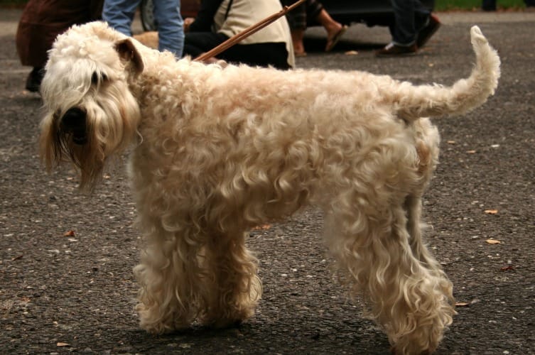 do soft coated wheaten terrier shed