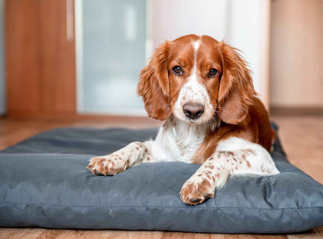 English Springer Spaniels in Apartments