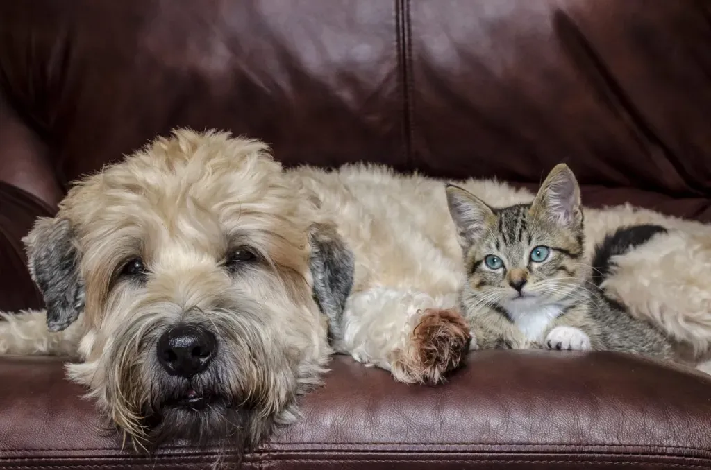 Soft Coated Wheaten Terriers With Cat