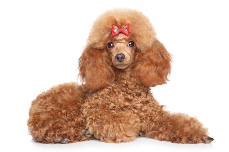 Toy Poodle