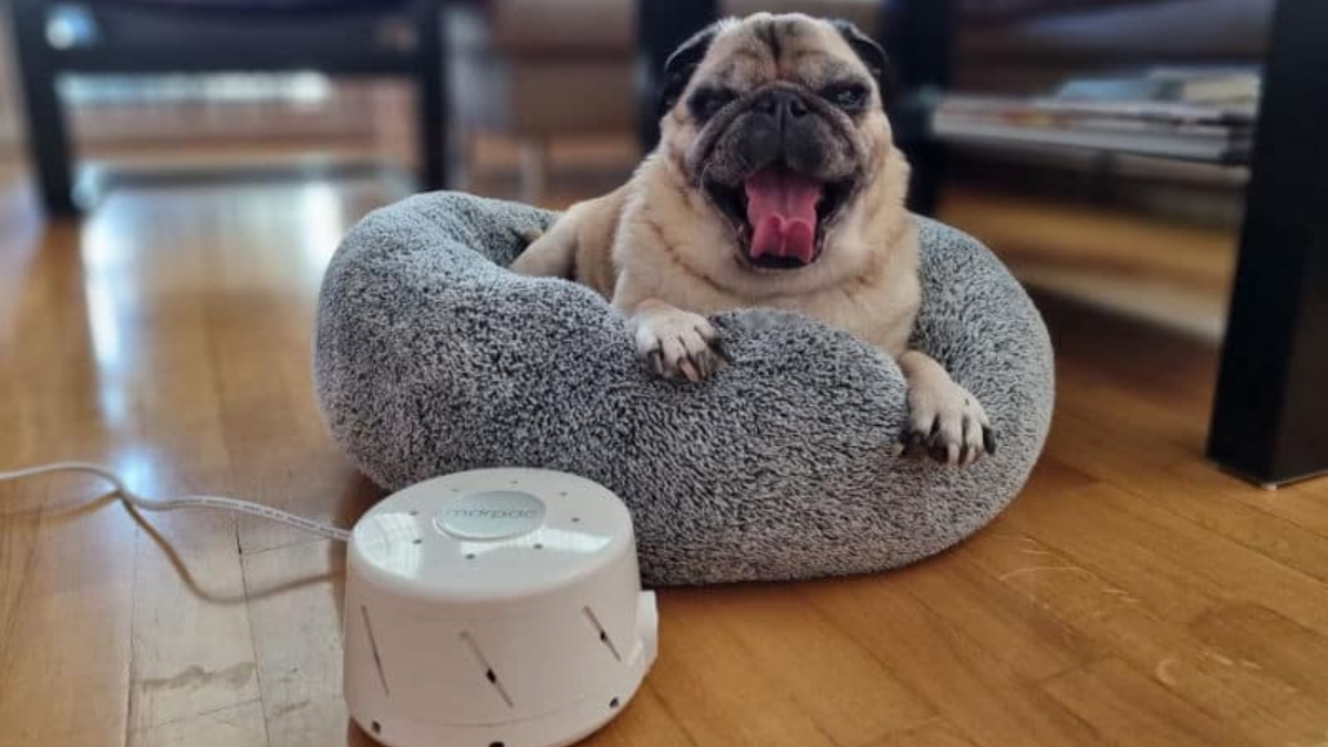White Noise Machine for Dogs