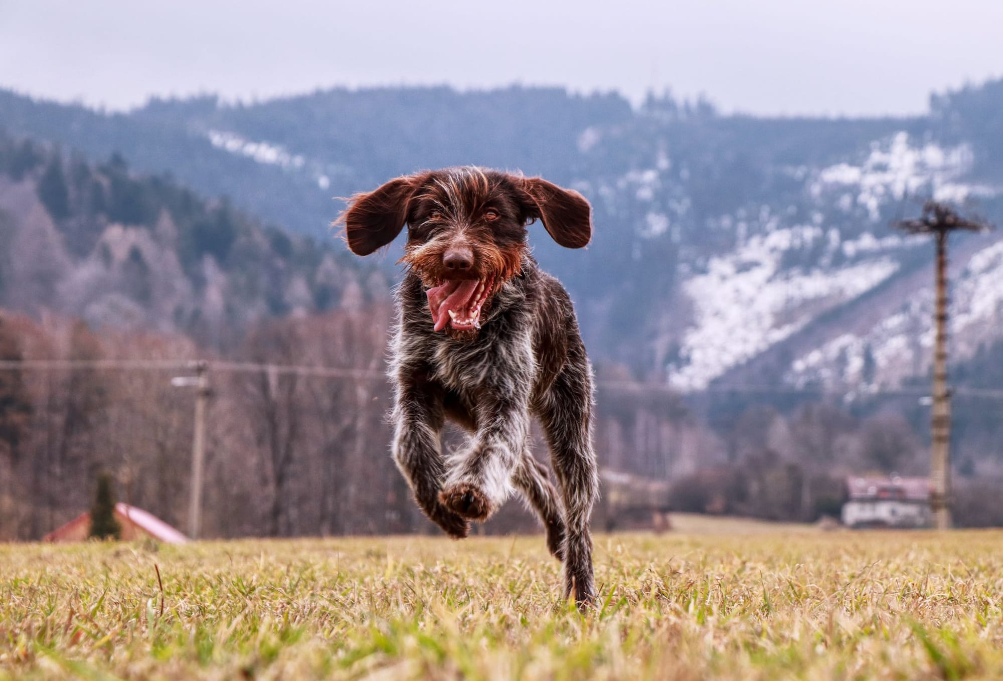 Wirehaired Pointing Griffon Puppies