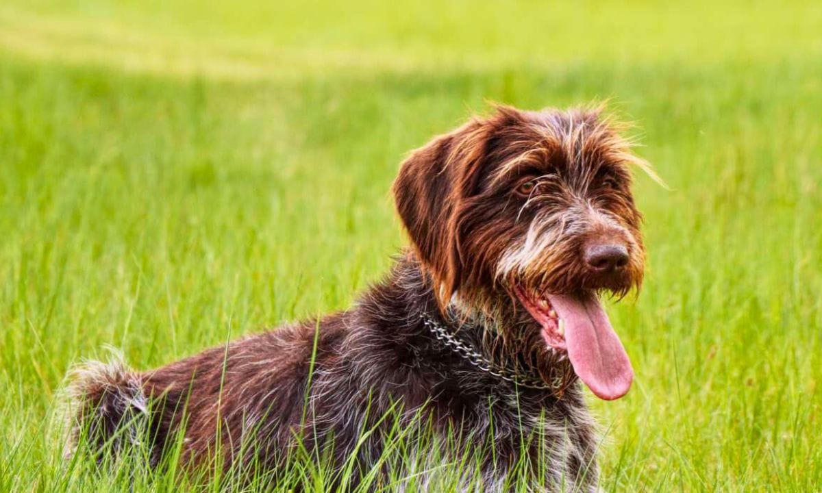Wirehaired Pointing Griffons