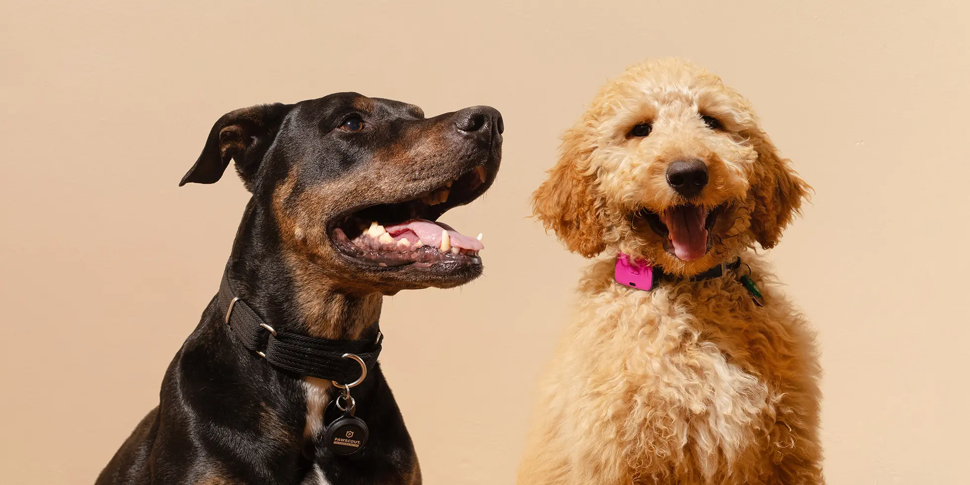wireless dog fence