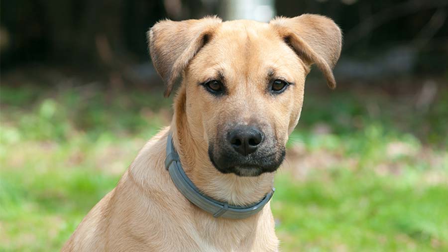 Do Black Mouth Cur