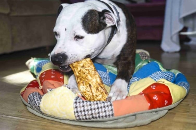 Best Chew Toys for Pitbulls