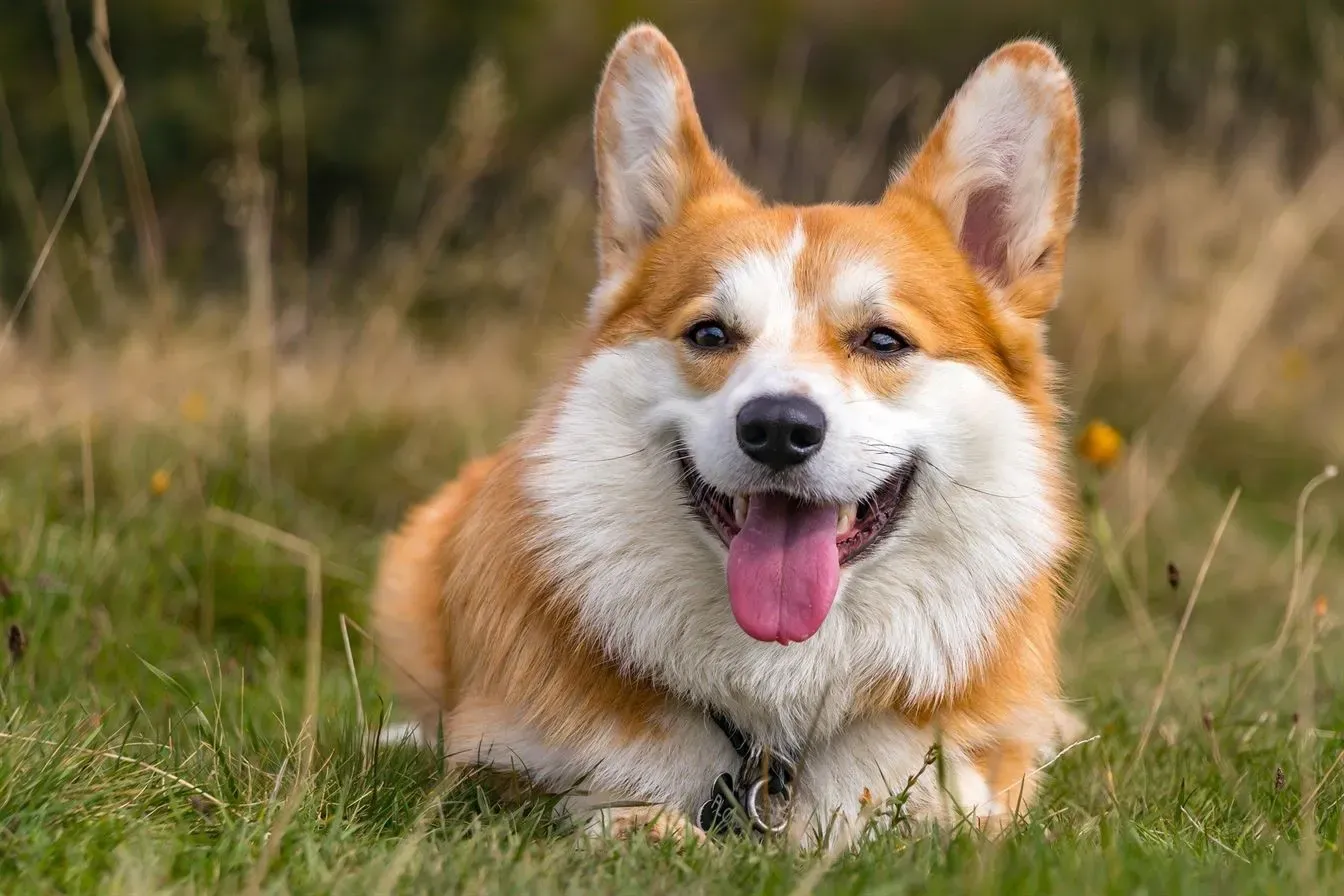 Pembroke Welsh Corgis