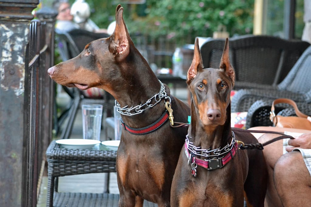 how much are doberman pinscher dogs
