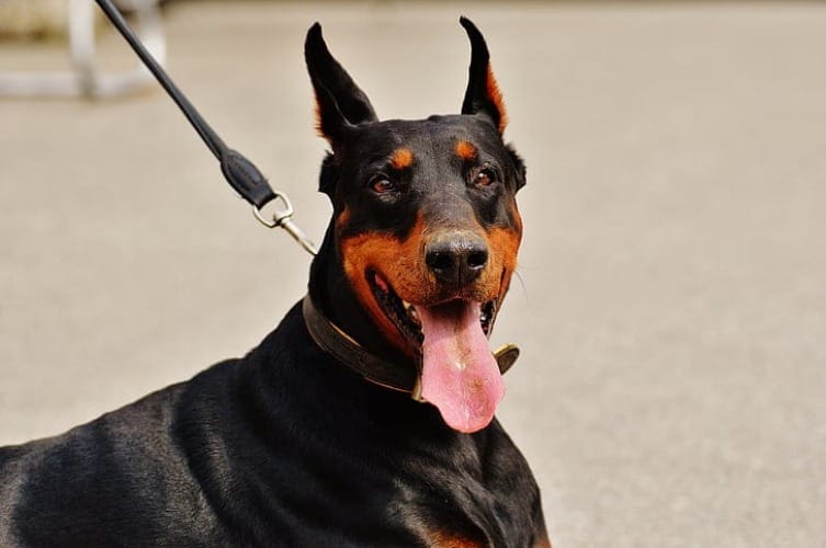 are doberman pinscher aggressive
