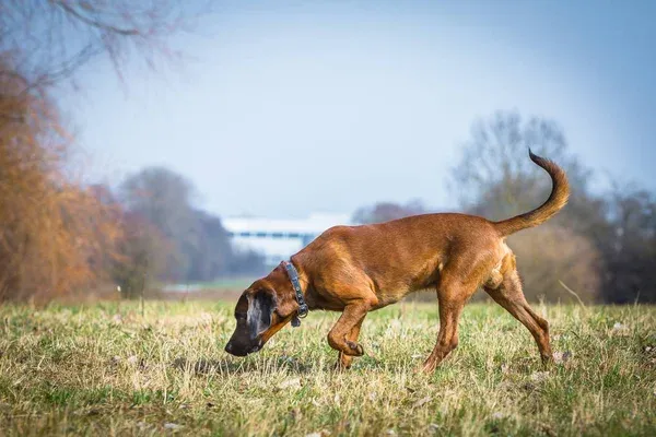 How Bloodhounds Track?