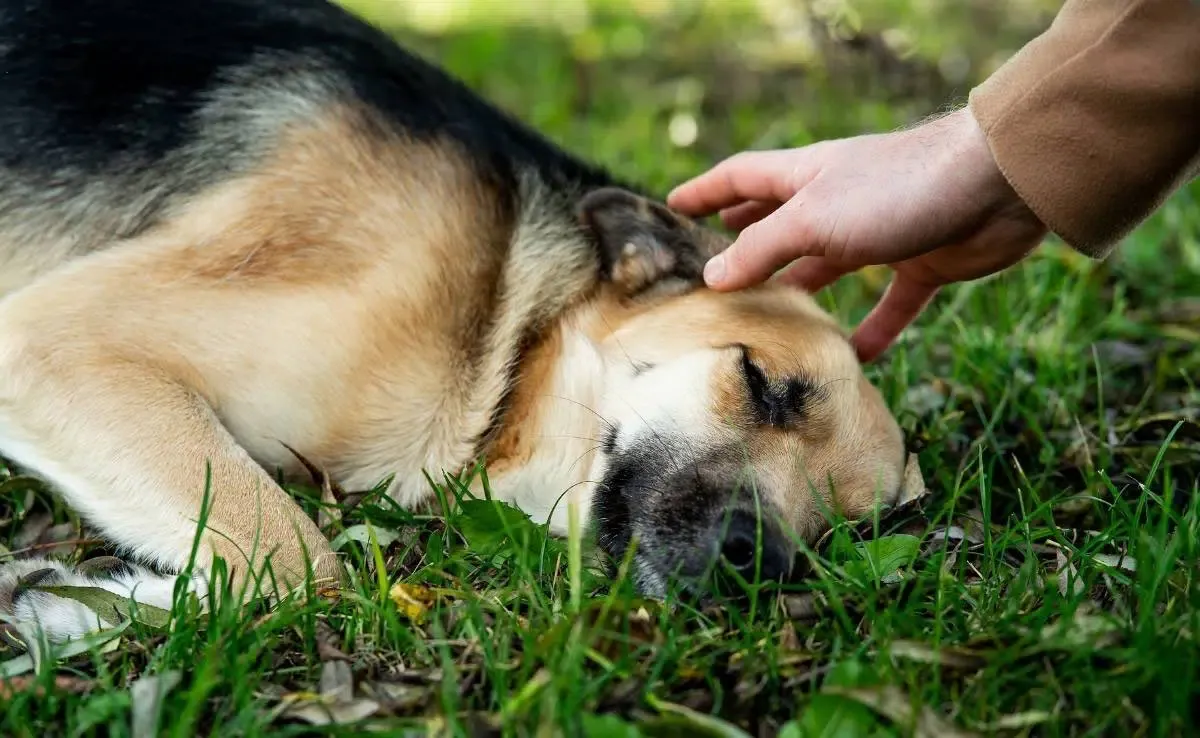 dog stroke treatment at home
