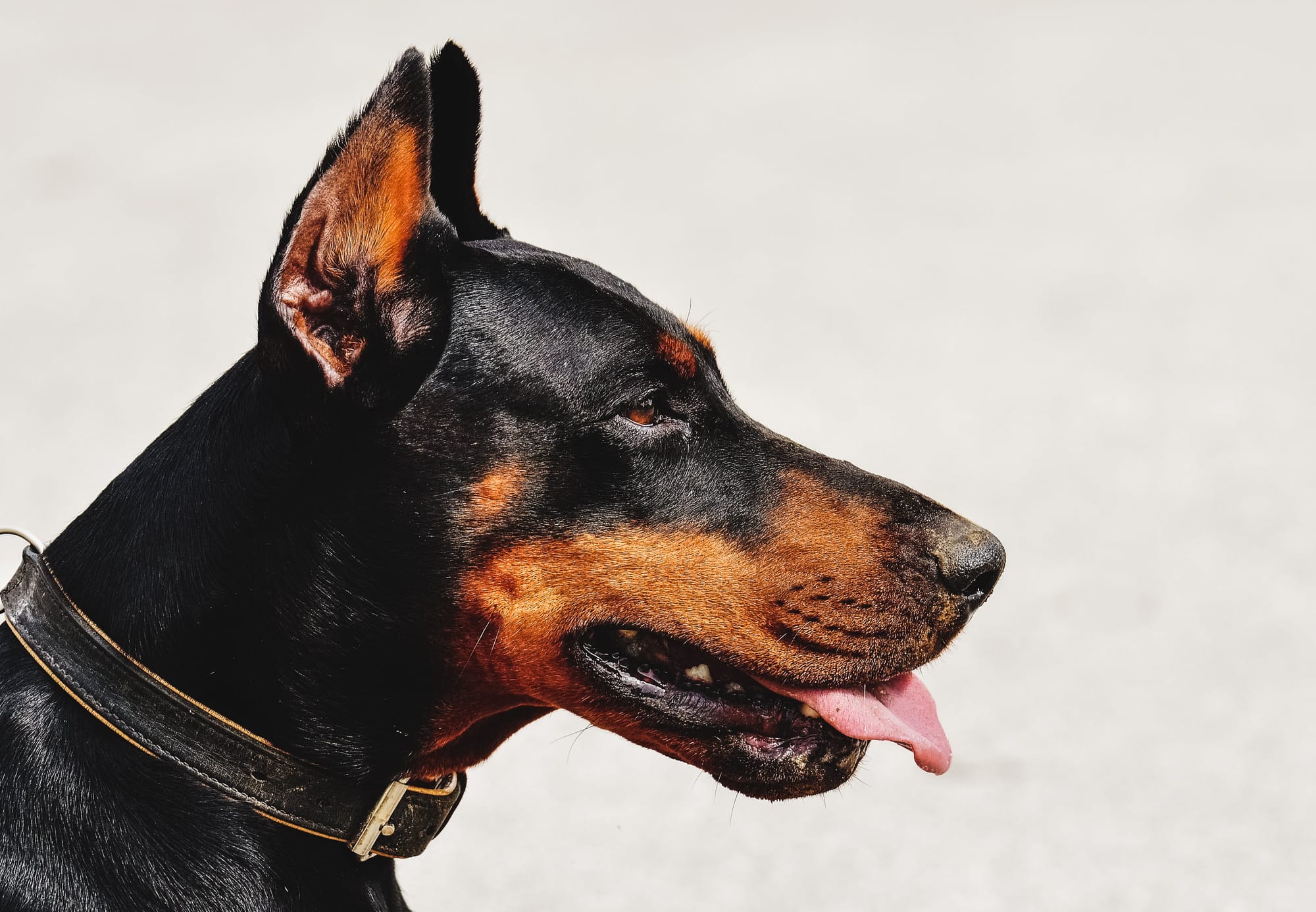 are doberman pinscher ears cropped