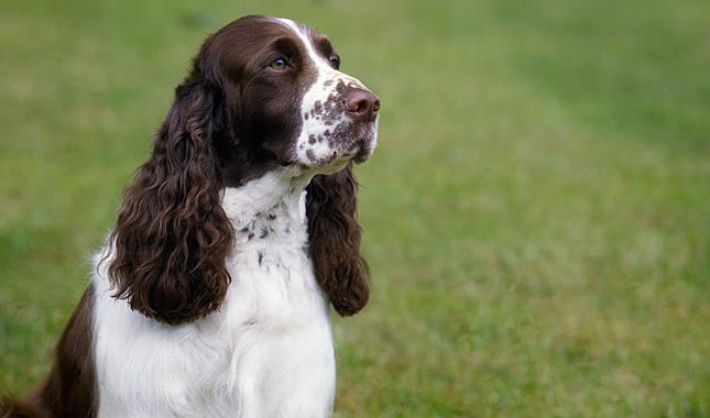 English Springer Spaniels