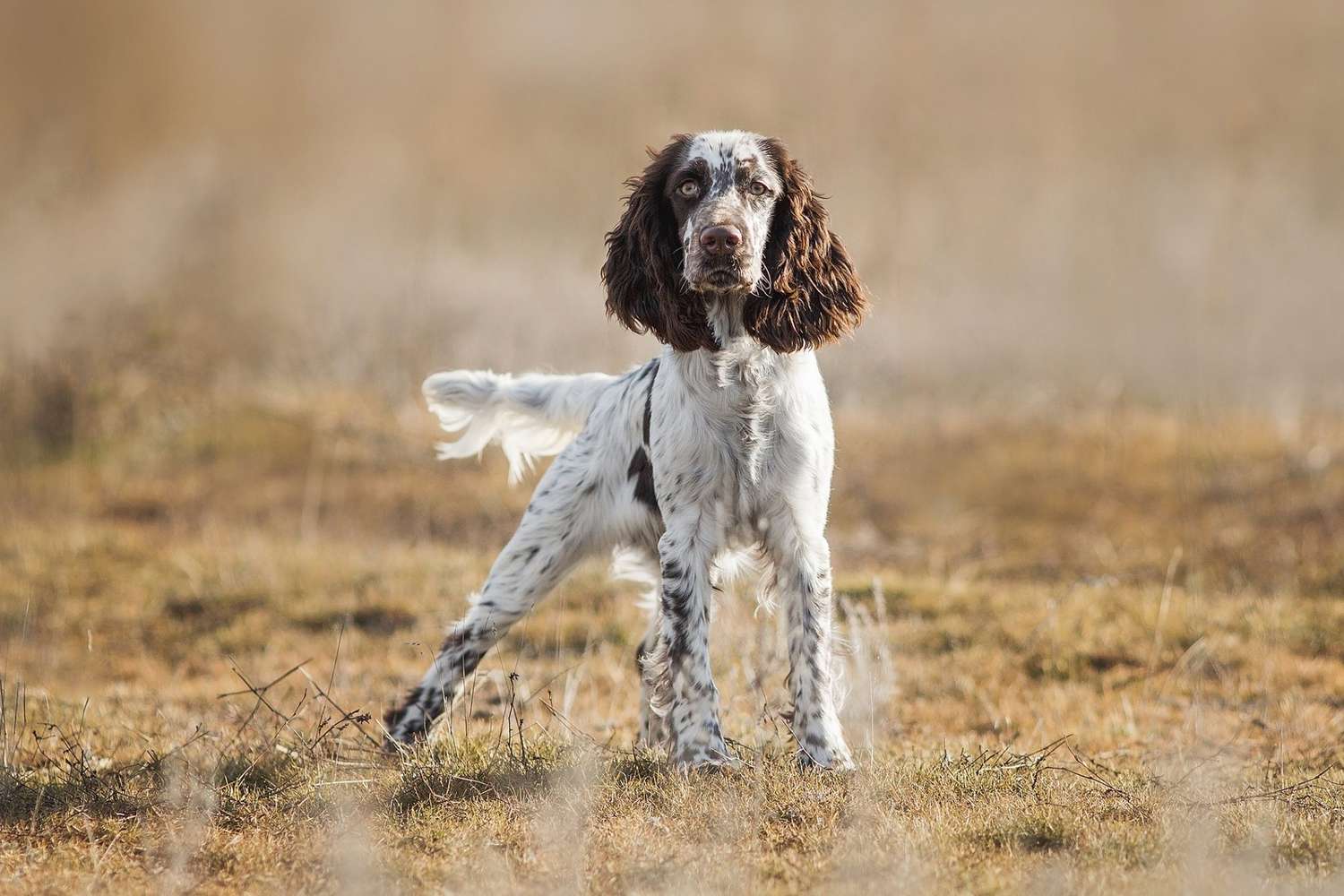 English Springer Spaniels