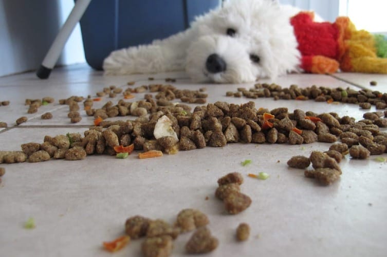 Good Dog Food for Sensitive Stomach