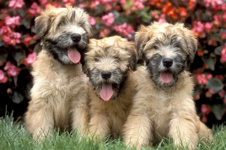 when are soft coated wheaten terrier full grown