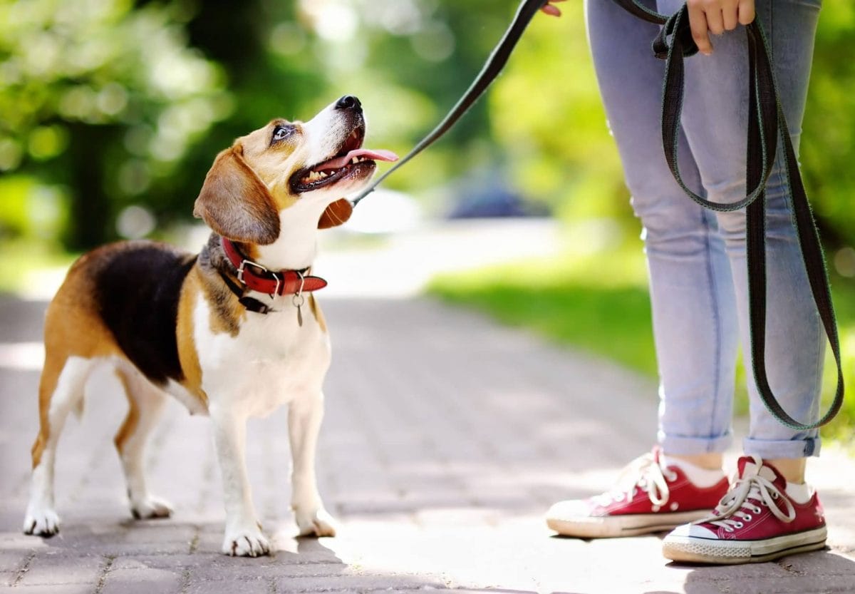 Best Leash for Puppy Training