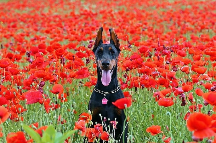 how big are doberman pinscher