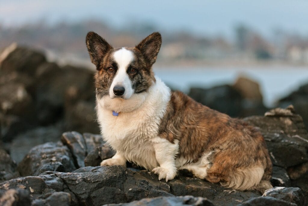 Pembroke Welsh Corgis