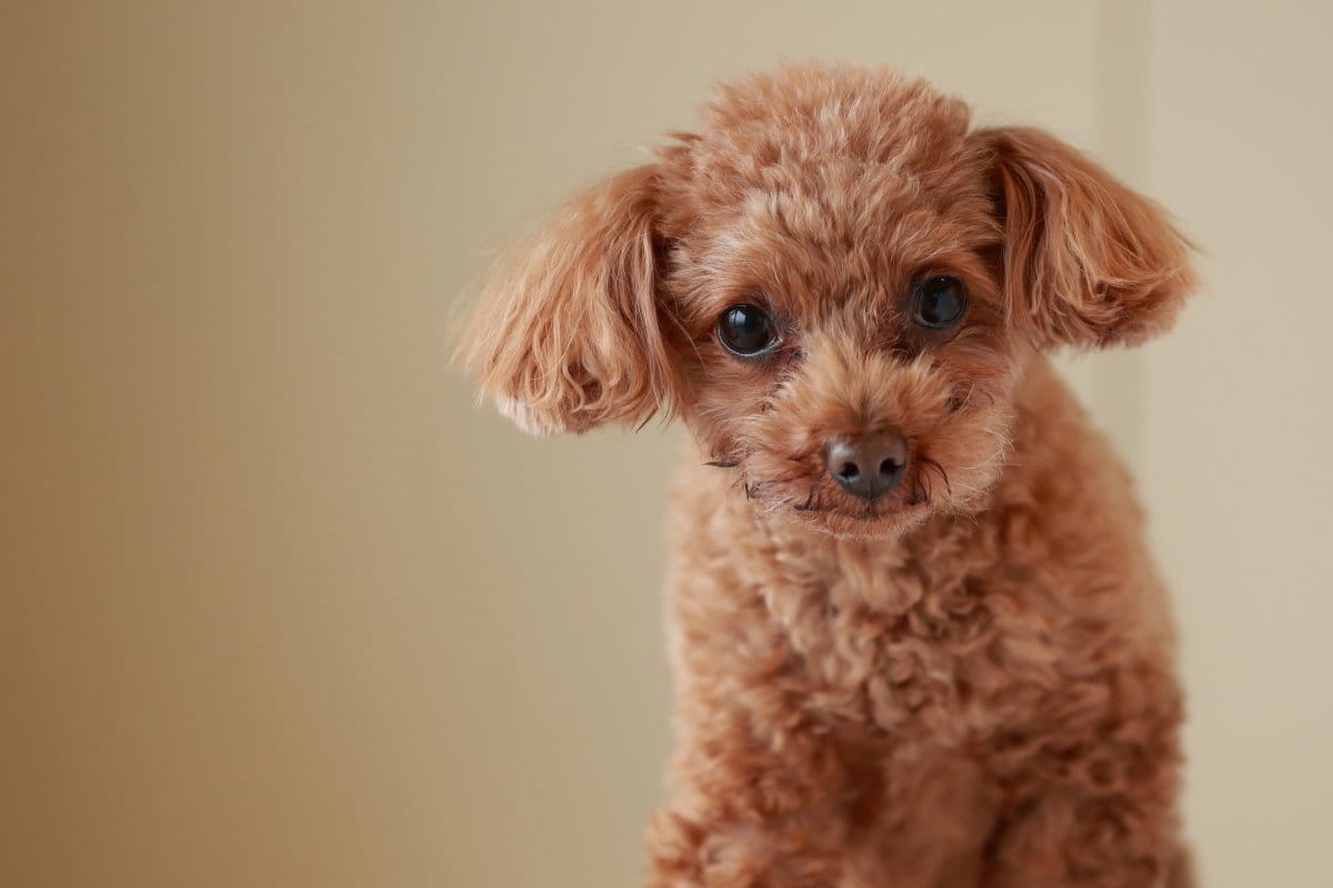 Smartest Small Dog Breeds