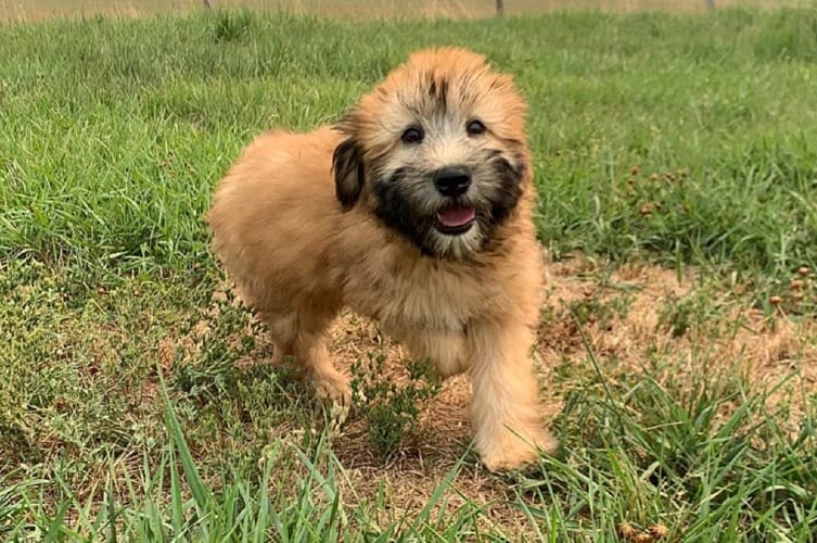 are soft coated wheaten terriers rare