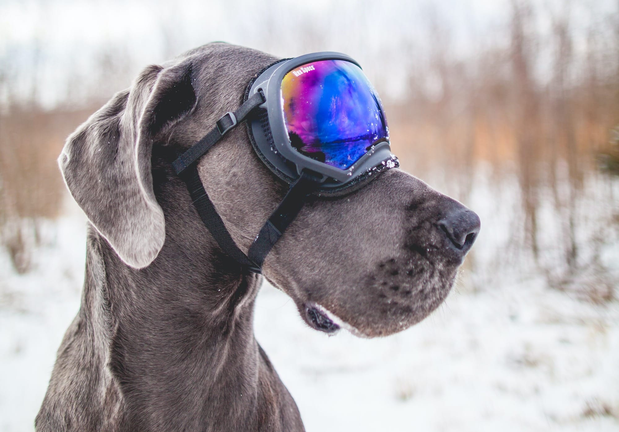 Great Danes in Small Spaces