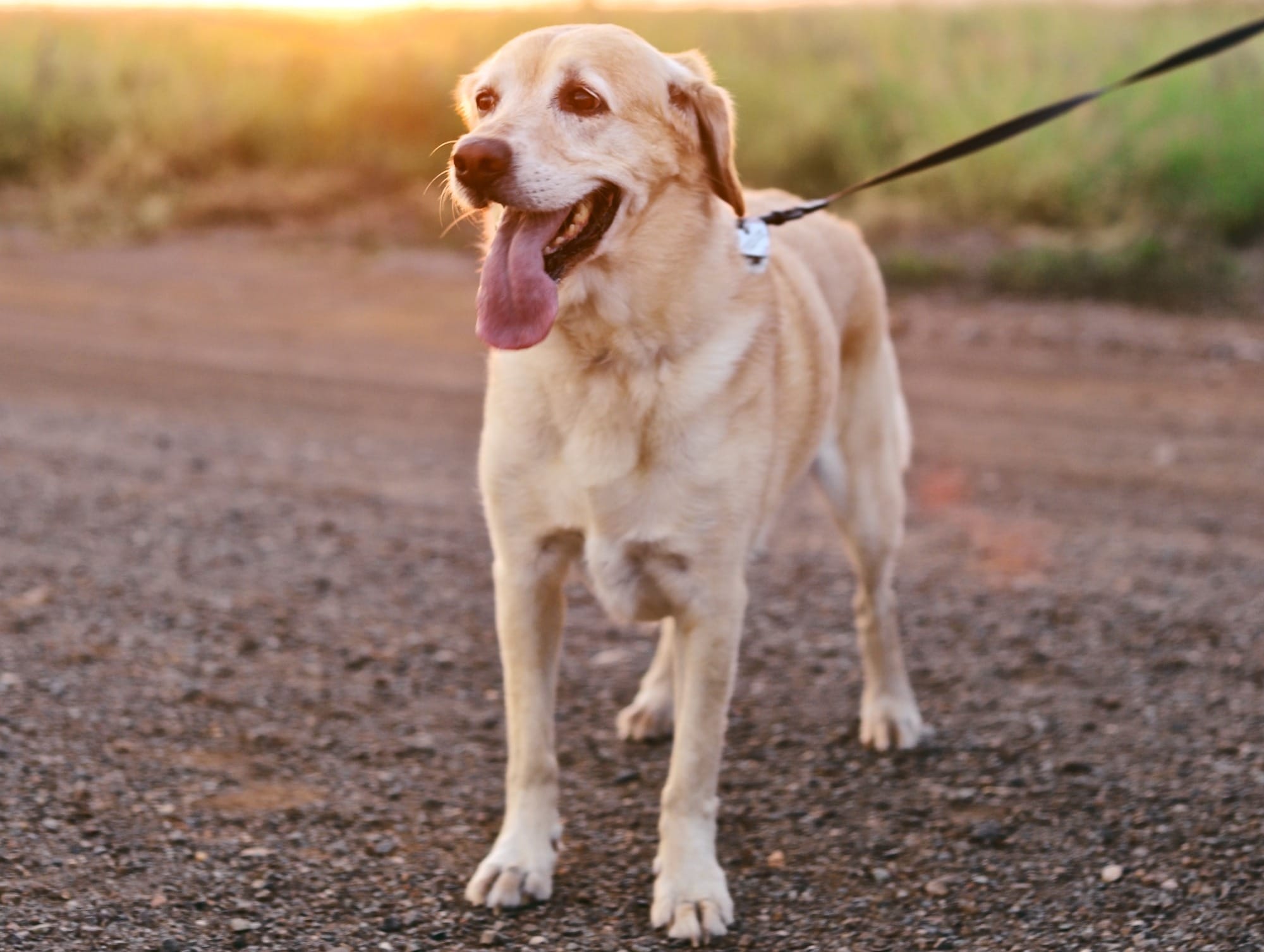 GPS Tracker Without Subscription