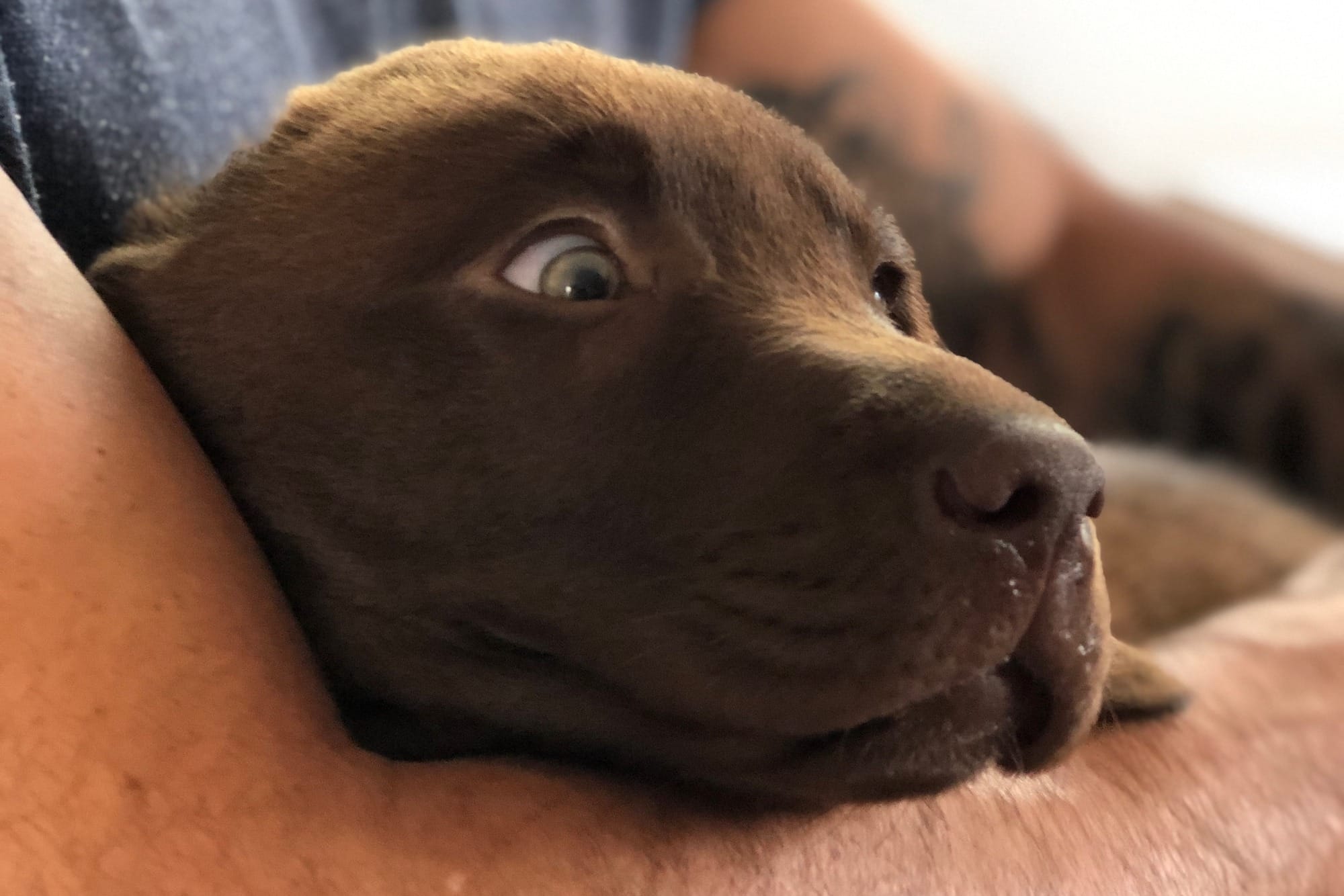 Can Chocolate Labs Have Black Puppies