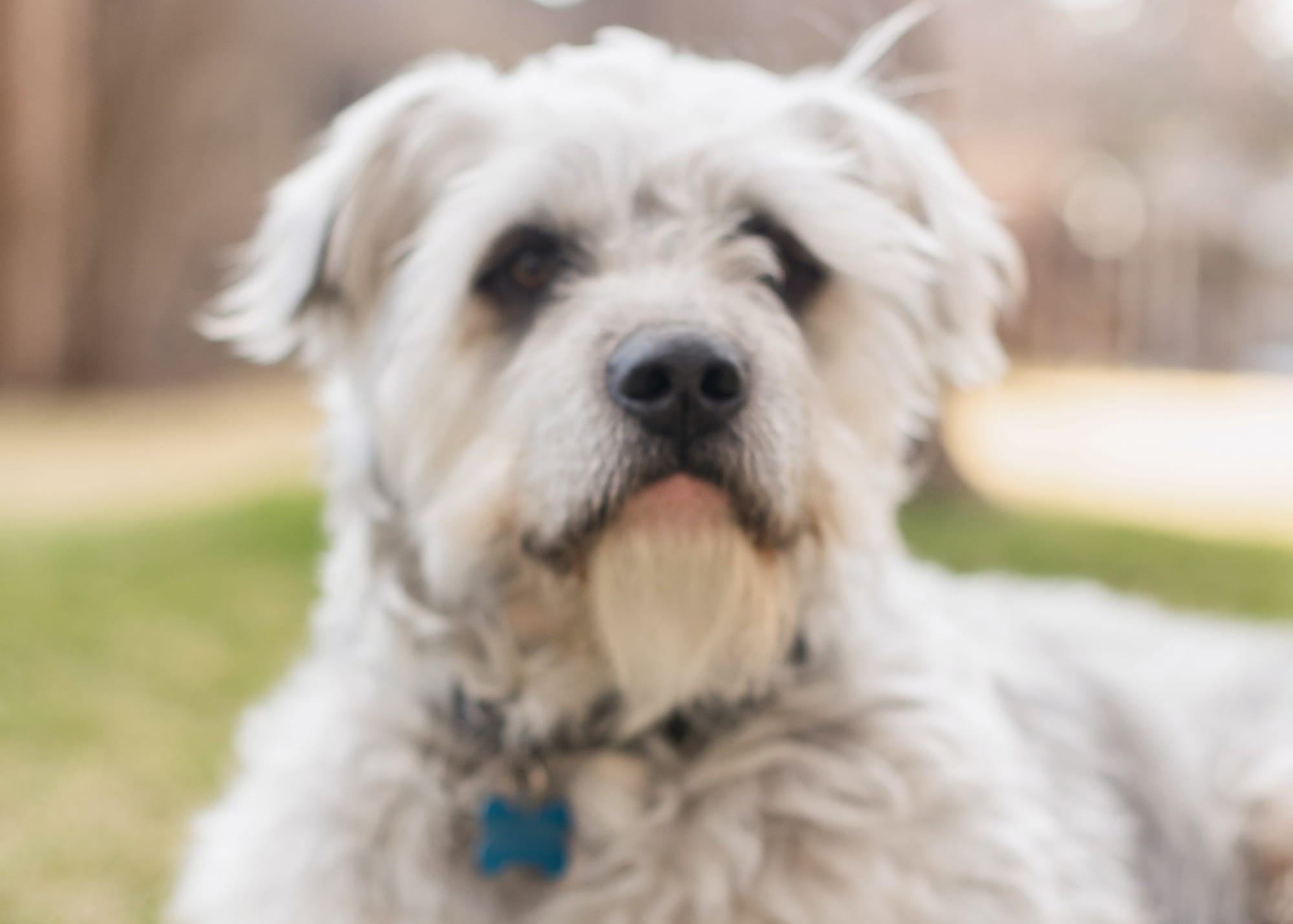 dog supplements for weight gain