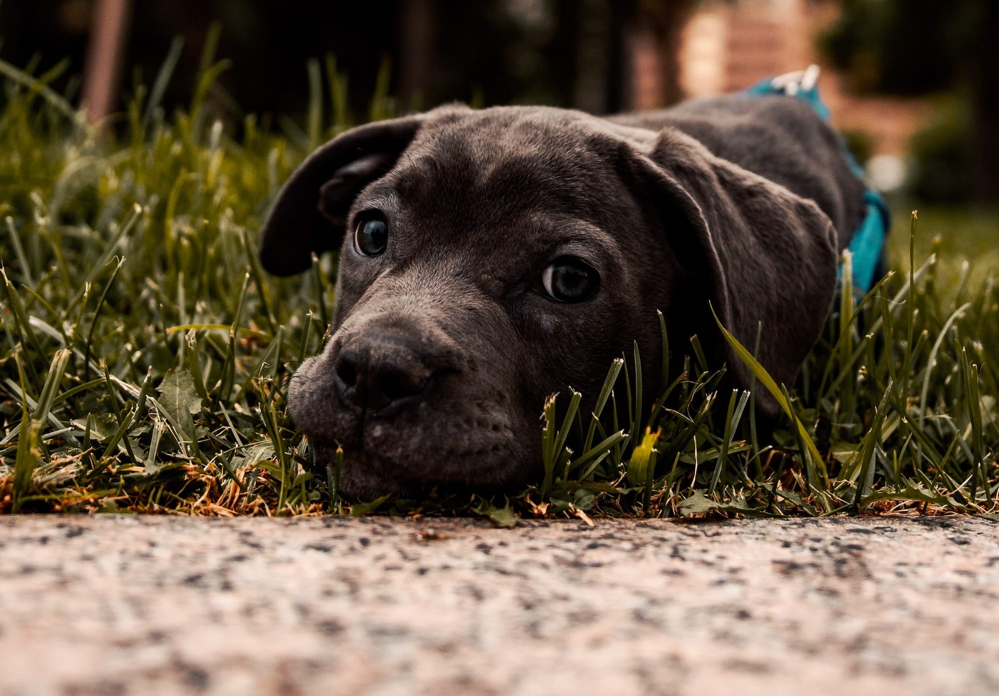Pocket Pitbull Puppies