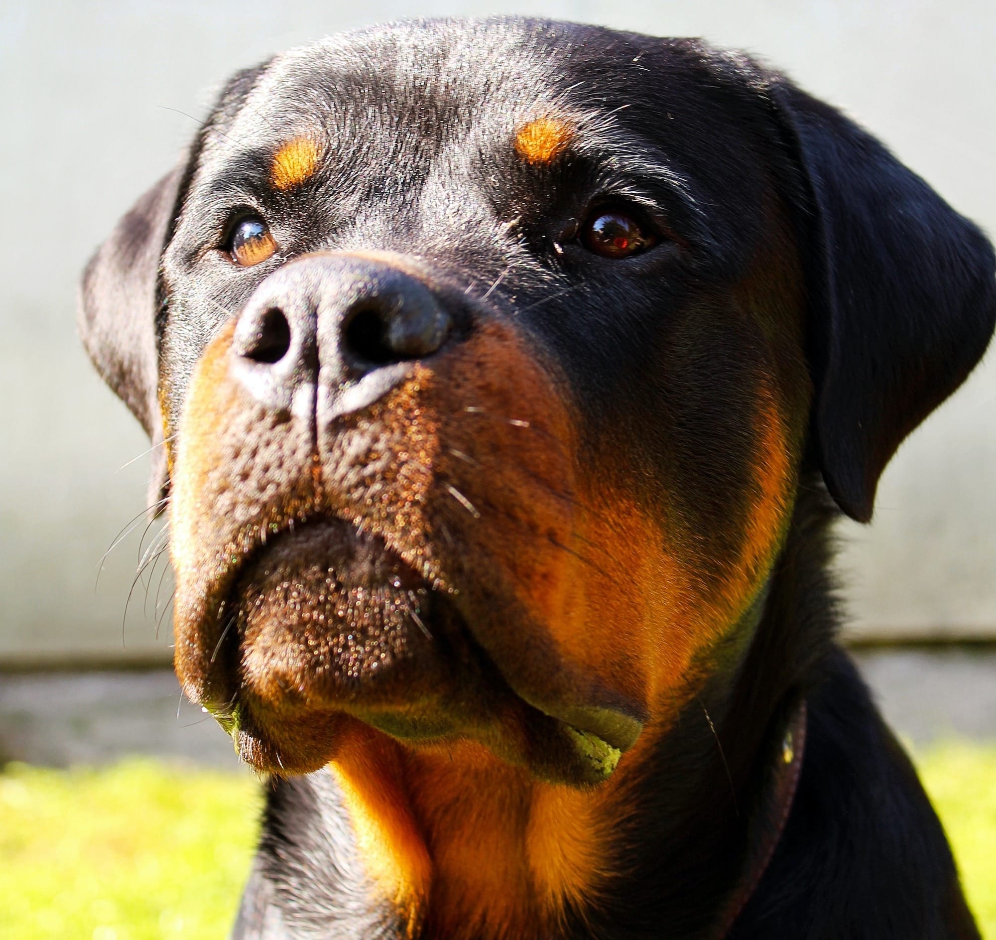 German Rottweiler