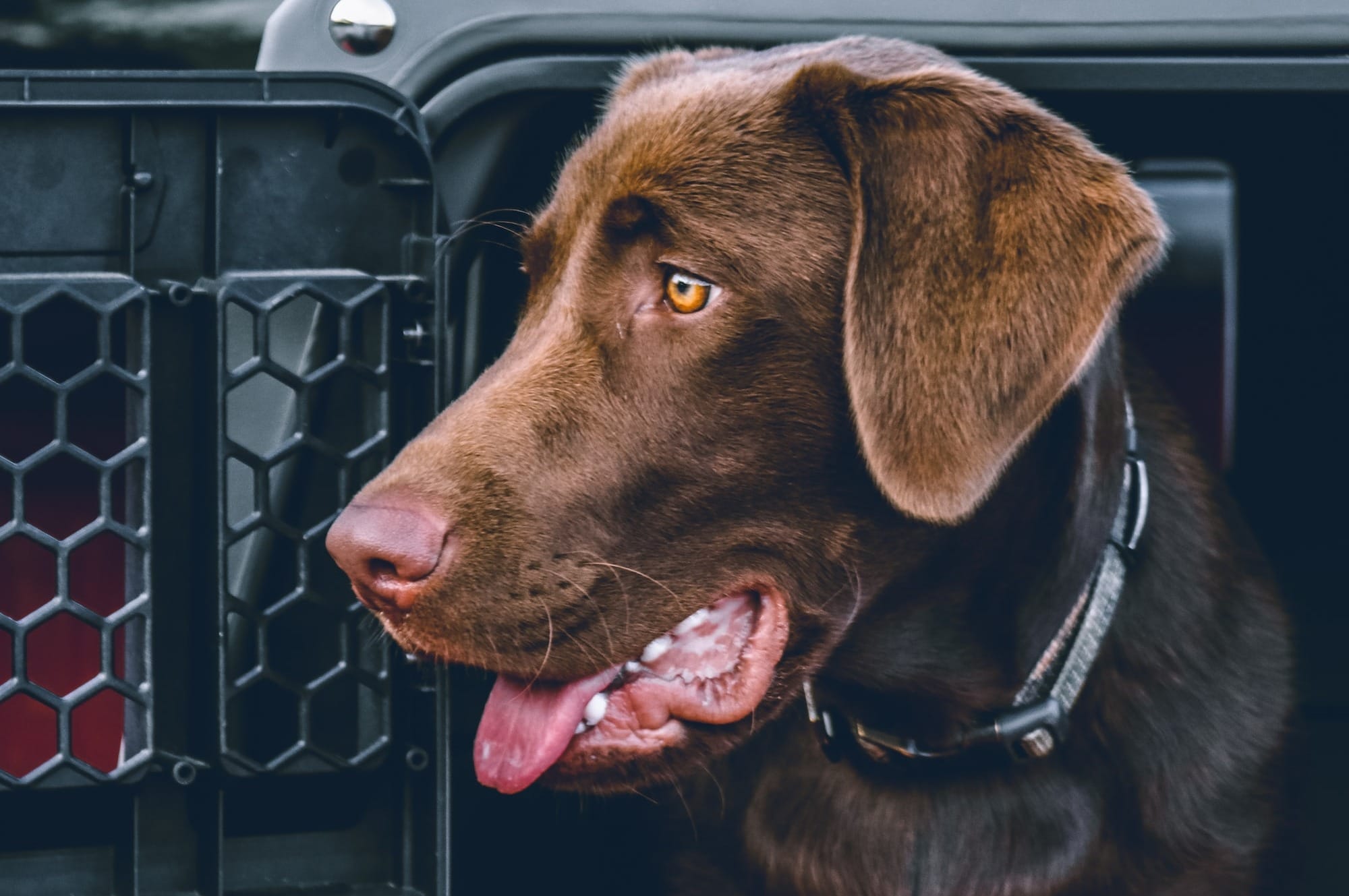 Can Chocolate Labs Be Guide Dogs