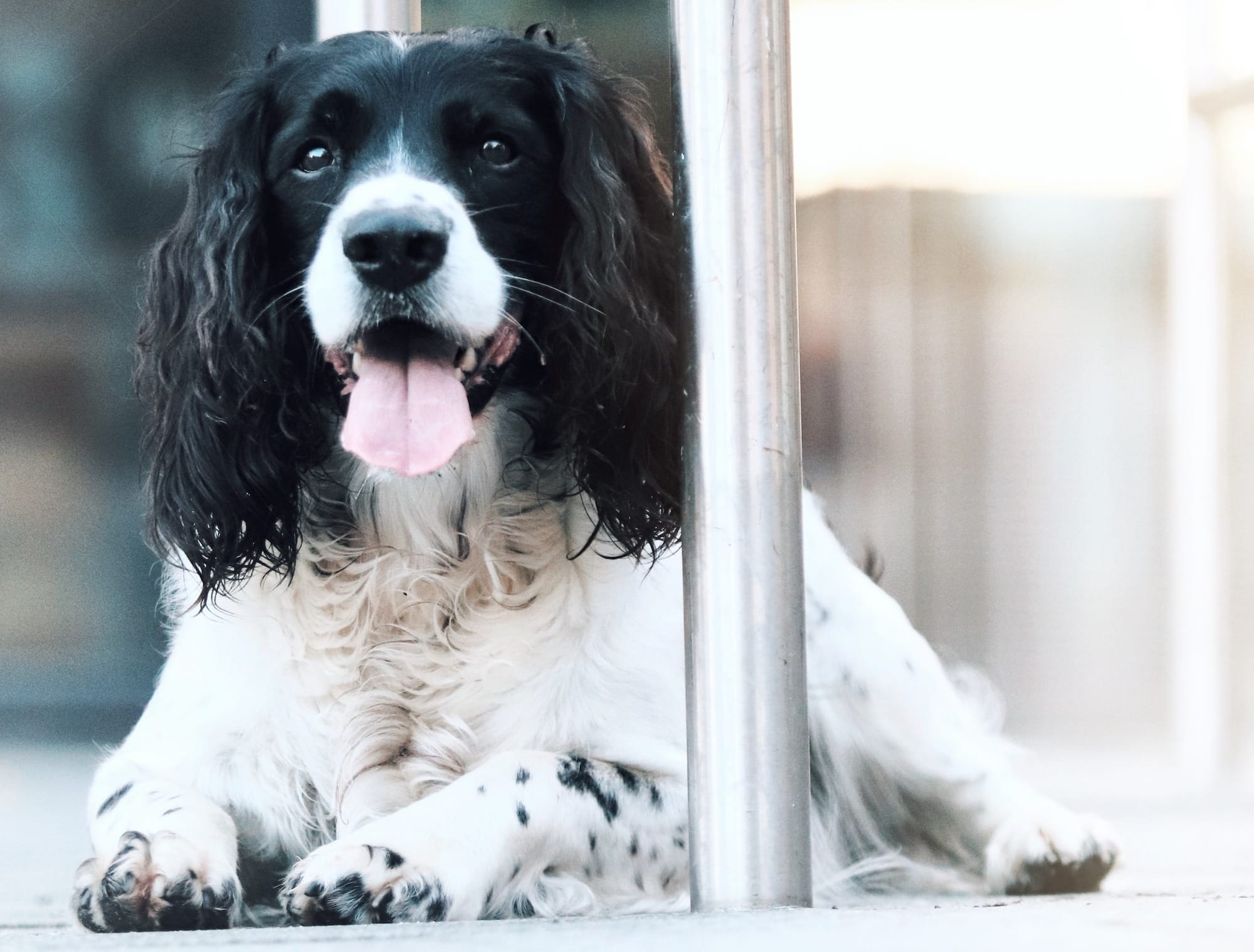 Do English Springer Spaniels Shed