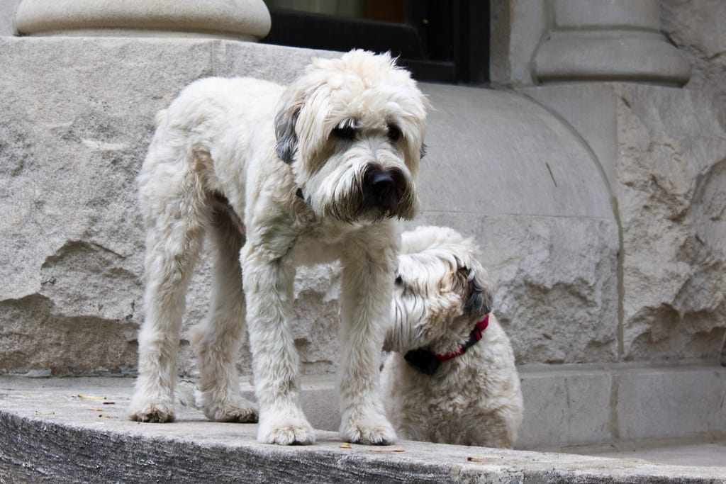 are soft coated wheaten terriers protective