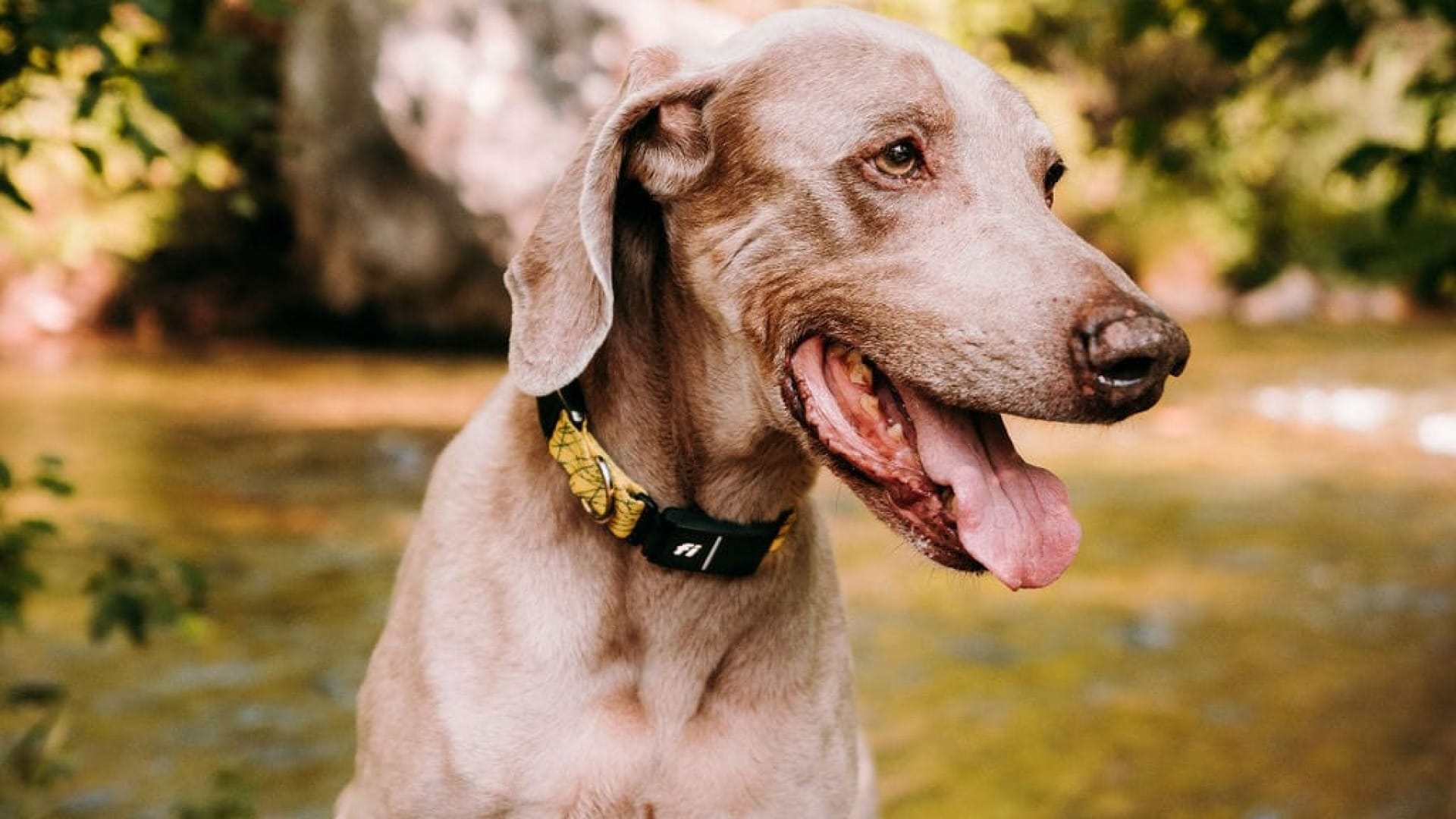 Can Weimaraners Live with Cats