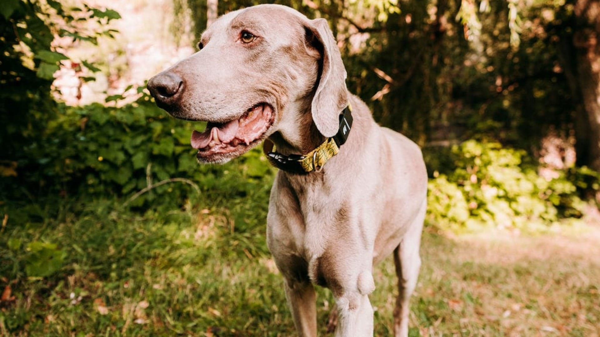 are weimaraner hunting dogs