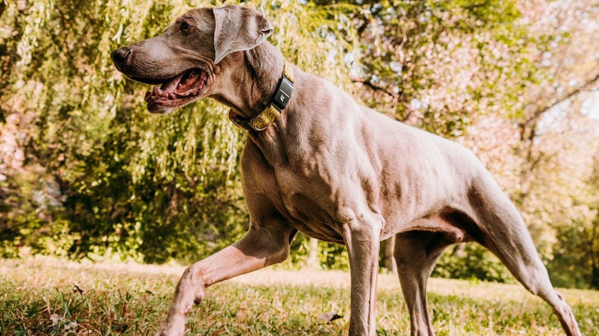 can weimaraners be left alone