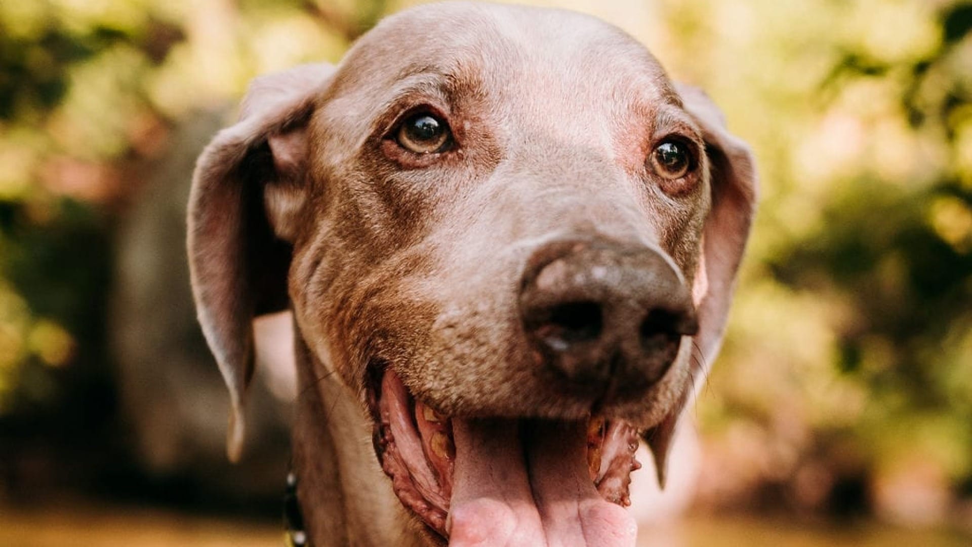 can weimaraners live in apartments