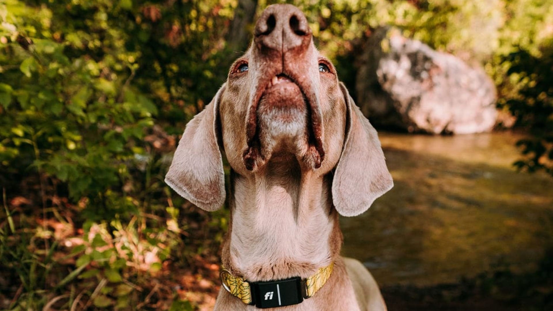 are weimaraner hypoallergenic