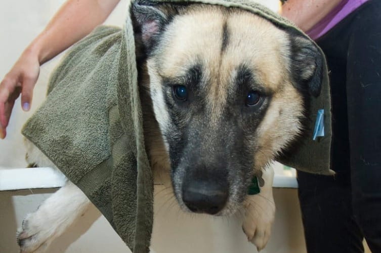 Best Shampoo for German Shepherd