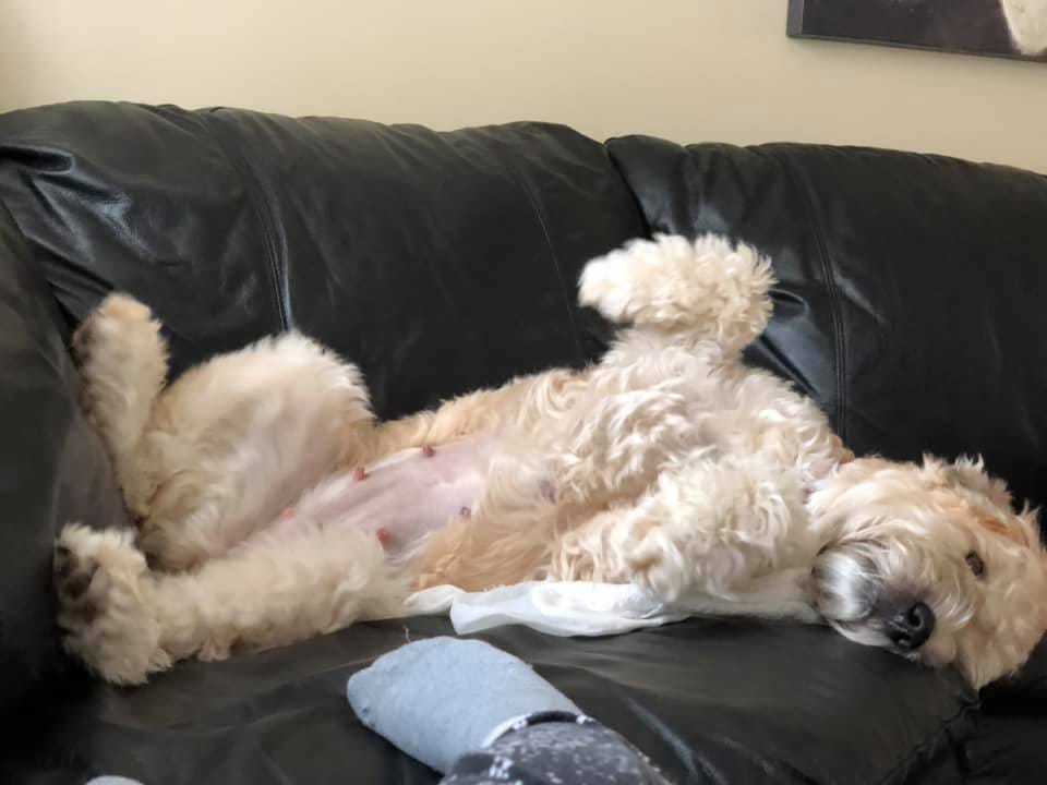 do soft coated wheaten terriers have sensitive stomachs