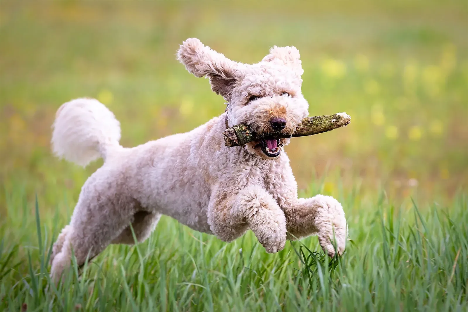 Toy Poodle running over grass