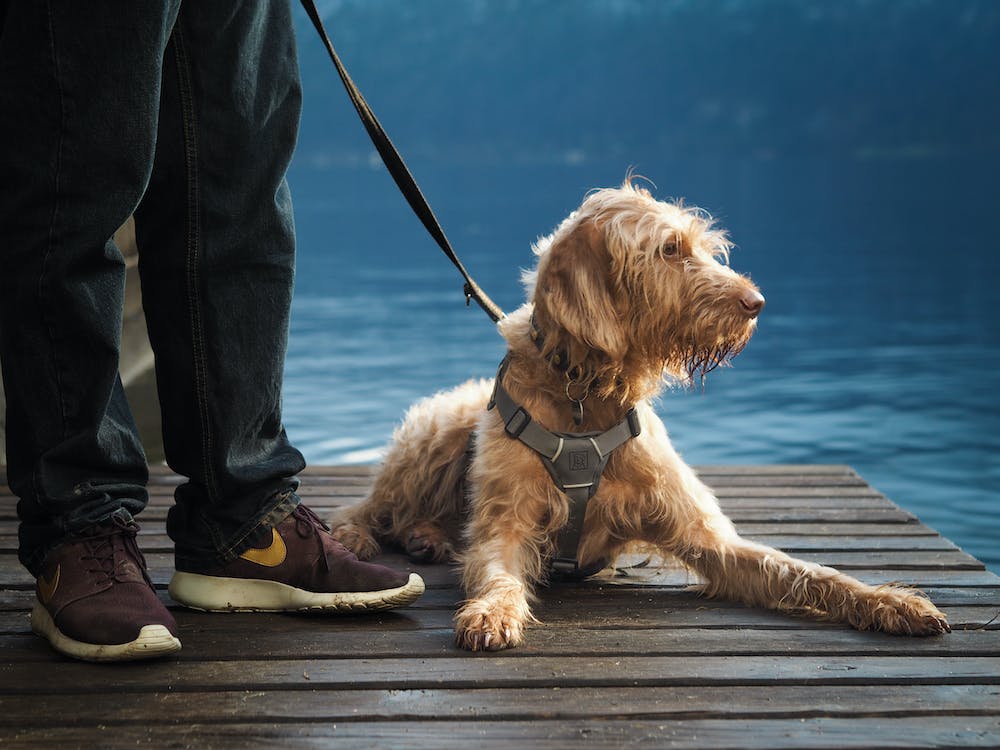 do soft coated wheaten terriers like to swim
