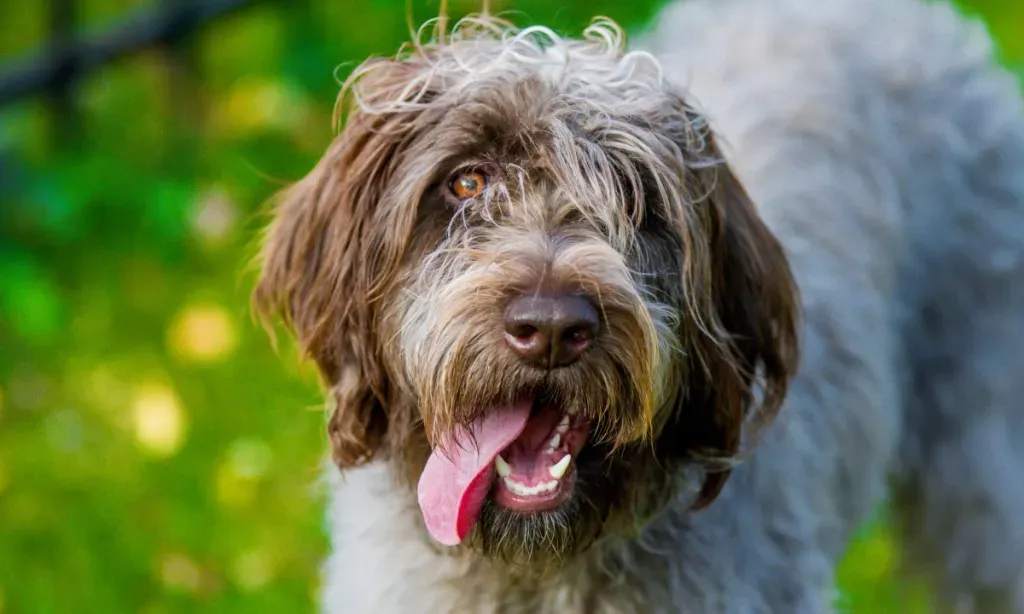 Wirehaired Pointing Griffons Need Haircuts