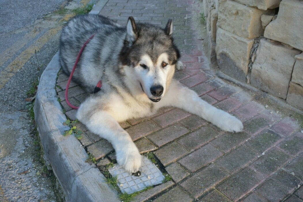 Can You Shave Your Alaskan Malamute?